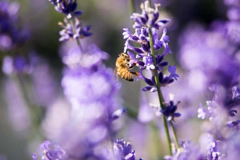 Scopri di più sull'articolo Insect friendly plants