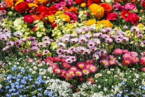 Scopri di più sull'articolo Composizione di erbacee ornamentali: idee e suggerimenti