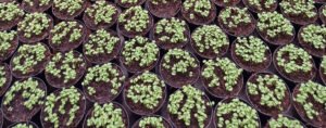 Scopri di più sull'articolo La moltiplicazione per seme
