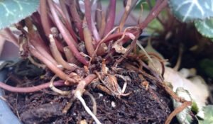 Scopri di più sull'articolo NEWS – Botrytis cinerea o muffa grigia