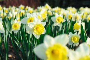 Scopri di più sull'articolo I lavori del mese: giardini e terrazzi a Febbraio